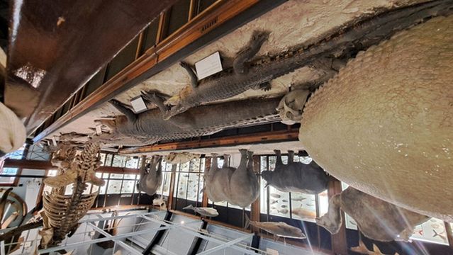 Natural History Museum at Tring