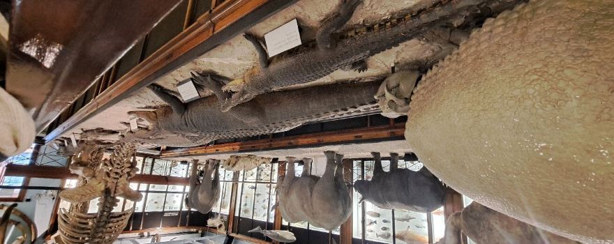 Natural History Museum at Tring