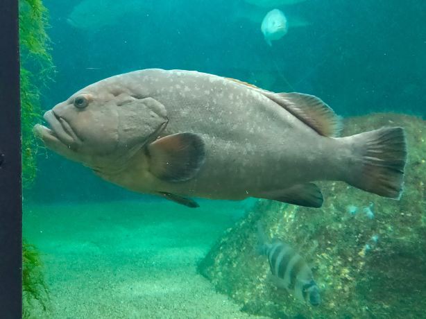 Acuario do Grove