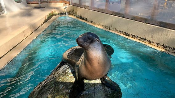 Katsurahama Aquarium