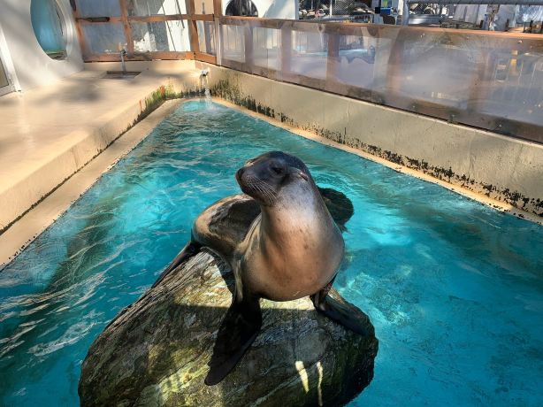 Katsurahama Aquarium