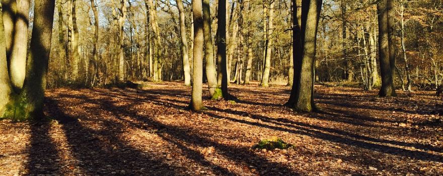 Foret de Saint-Germain-en-Laye