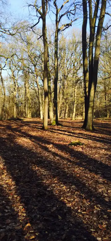 Hotels near Foret de Saint-Germain-en-Laye