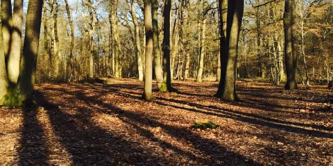 聖日耳曼昂萊森林