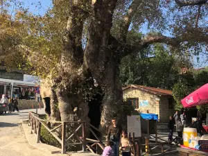 Moses Tree
