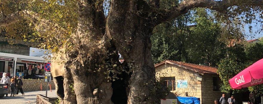 Moses Tree