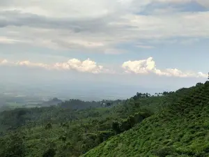 Jamus Tea Plantation