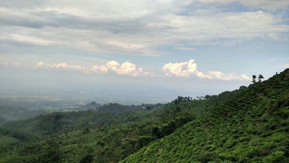 Jamus Tea Plantation