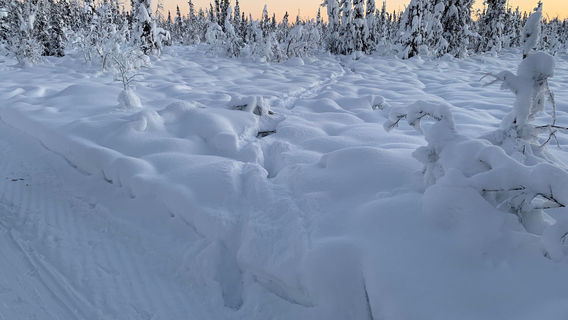 Friends of Creamers Field at Creamer's Field Migratory Waterfowl Refuge