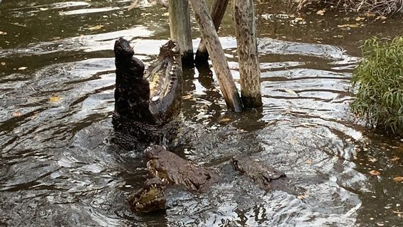 Kwena Crocodile Farm