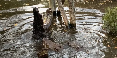 Kwena Crocodile Farm