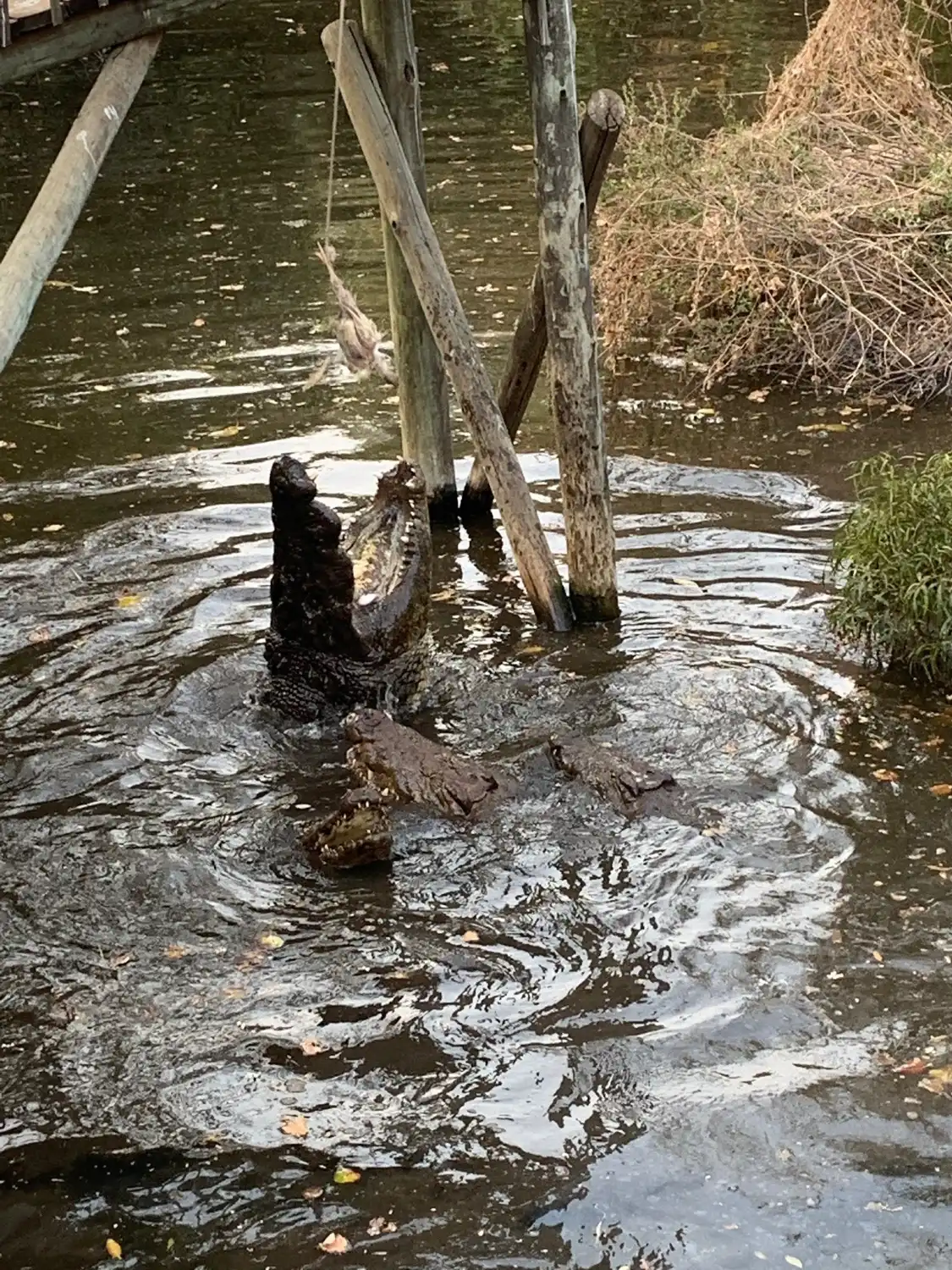Hotels near Kwena Crocodile Farm