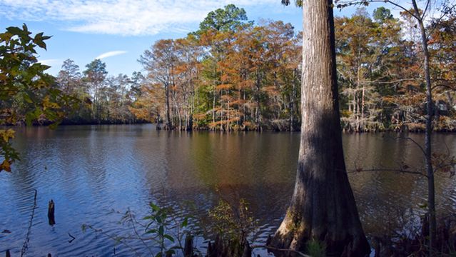 Sam Houston Jones State Park