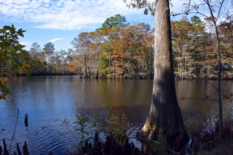 Hotels near Sam Houston Jones State Park
