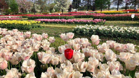 Veldheer Tulip Gardens