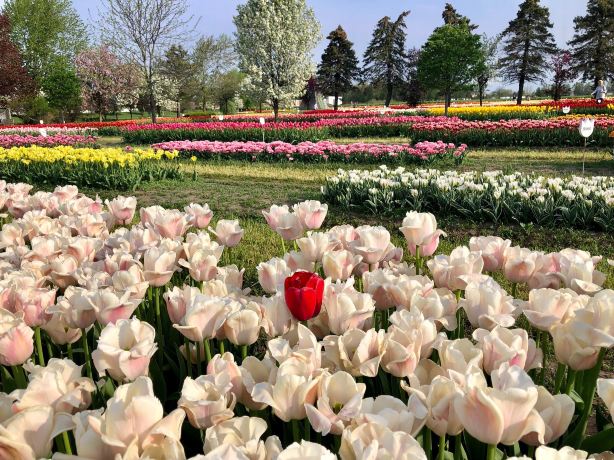 Veldheer Tulip Gardens