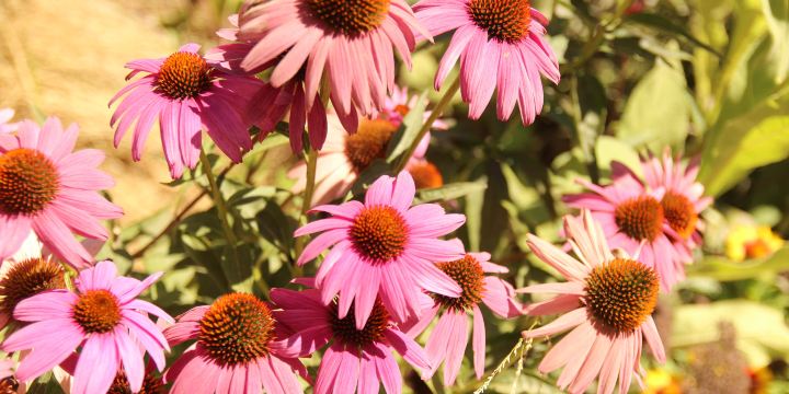 Elizabeth F. Gamble Garden
