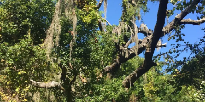 Indian Shell Mound Park