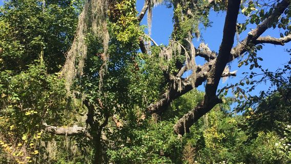 Indian Shell Mound Park