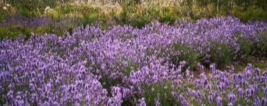 New Forest Lavender Farm