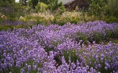 New Forest Lavender Farm