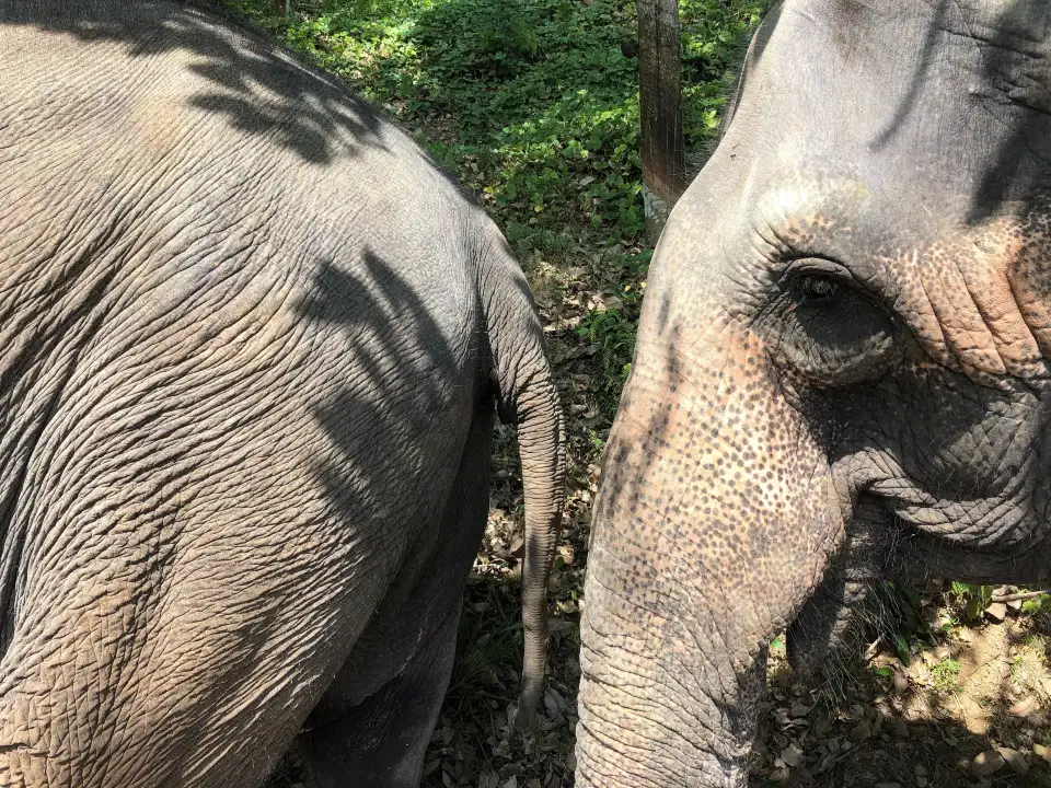 5_The Elephant Freedom Project