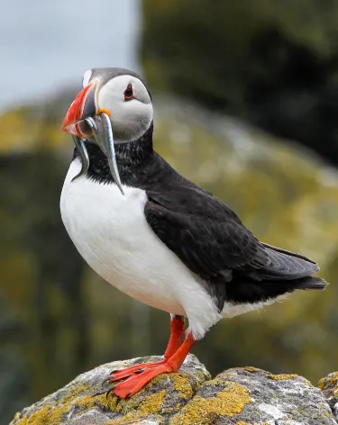 Isle of May National Nature Reserve