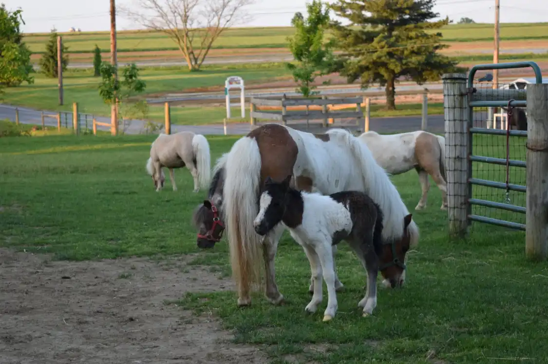 Hotel in zona Lil' Country Store and Miniature Horse Farm