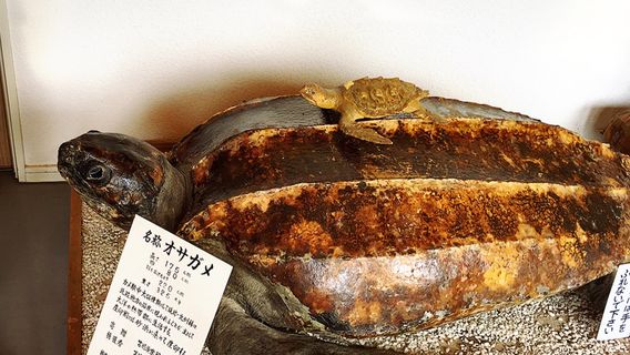 Tomamaecho Local History Museum