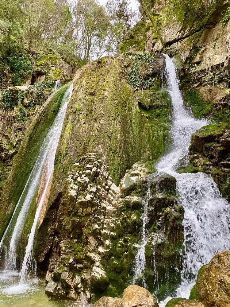 Arnea
