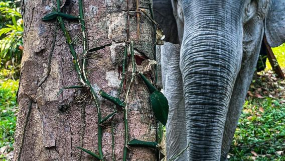 Cambodia Wildlife Sanctuary