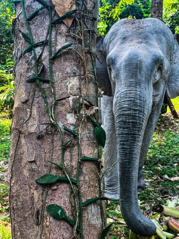 Cambodia Wildlife Sanctuary