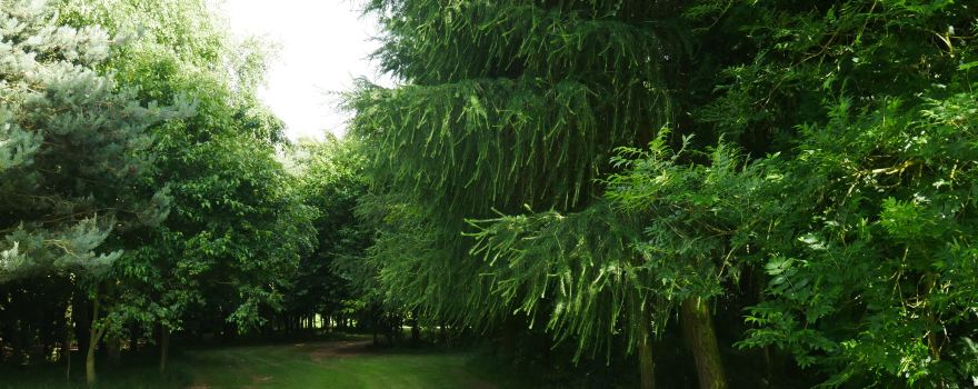 Newent Arboretum
