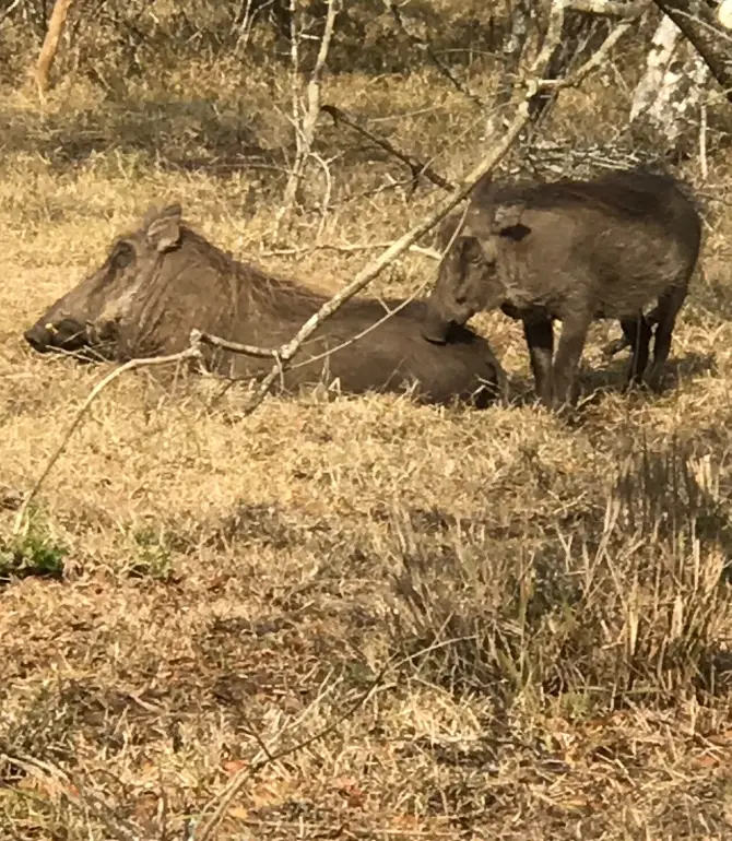 Hluhluwe