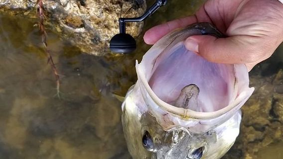 Everglades Fishing Co