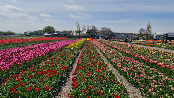 Hillegom