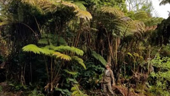 Hawaii Forest Farms