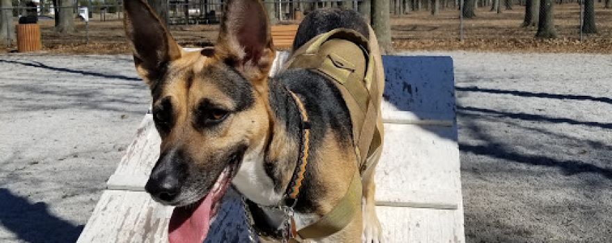 Avon Lake Dog Park