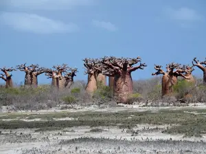 Mikea National Park