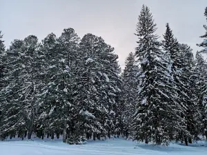 Bazoysky cedar