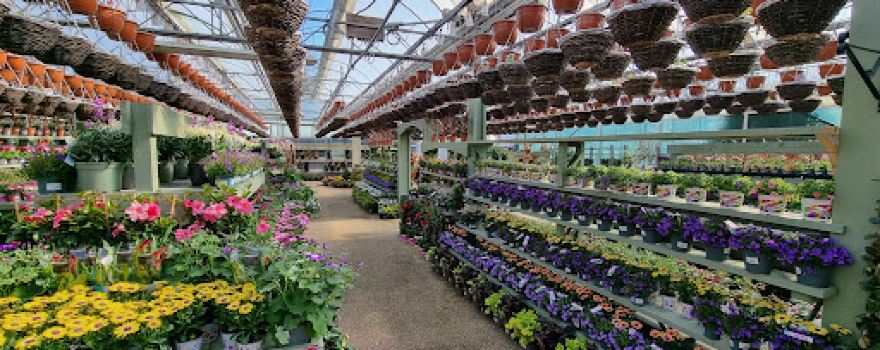 Davies Brothers Nursery