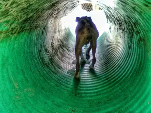 Buckhannon Dog Park