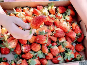 Hodges Strawberry Farm