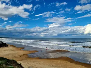 Watch Southern Right Whales