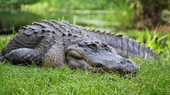 Okefenokee Swamp Park