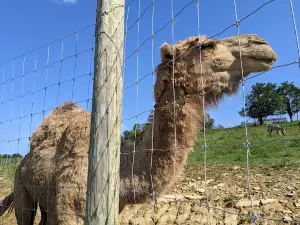 Wendt's Wildlife Adventure