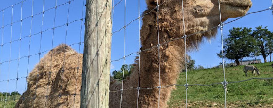 Wendt's Wildlife Adventure
