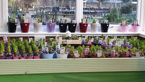 Lound Plant Centre