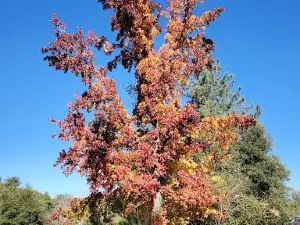 Thousand Trails Oakzanita Springs