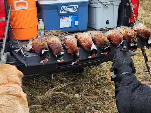 Harding Gamebirds